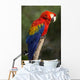Macaw or Red Macaw Wall Decal