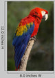 Macaw or Red Macaw Wall Decal