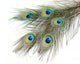 Peacock Feathers White Close-up Wall Decal