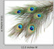 Peacock Feathers White Close-up Wall Decal