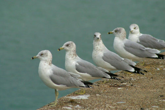 Row Seagulls Pier Wall Decal