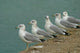 Row Seagulls Pier Wall Decal
