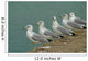 Row Seagulls Pier Wall Decal