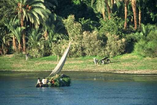 Harvest Nile Wall Decal