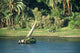 Harvest Nile Wall Decal