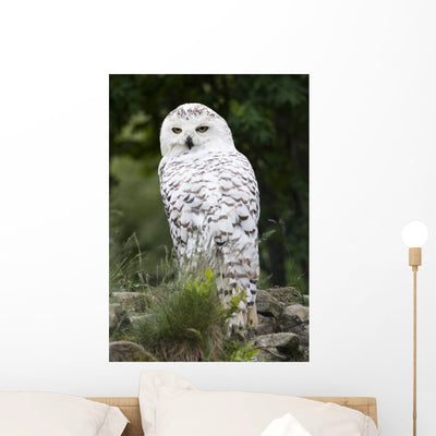 Snowy Owl Wall Decal shown on a wall