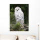 Snowy Owl Wall Decal