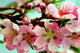Peach Blossoms Wall Decal