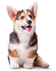 Dog Breed Welsh Corgi Wall Decal