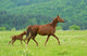 Horse Wall Decal