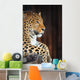 Leopard Portrait Wall Decal