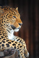 Leopard Portrait Wall Decal