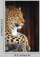 Leopard Portrait Wall Decal