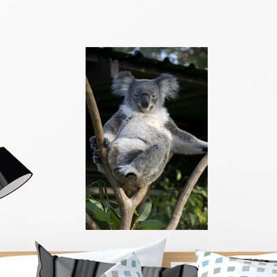 Koala in a Tree Wall Decal shown on a wall