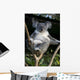 Koala in a Tree Wall Decal