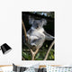 Koala in a Tree Wall Decal