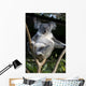 Koala in a Tree Wall Decal