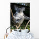 Koala in a Tree Wall Decal