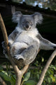 Koala in a Tree Wall Decal