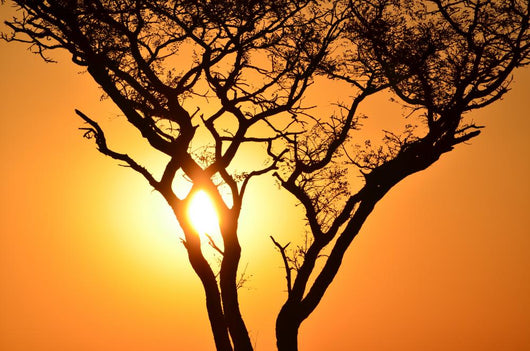 Sunset Tree Wall Decal