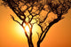 Sunset Tree Wall Decal