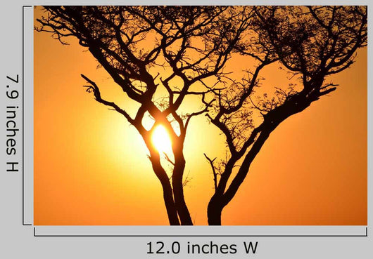 Sunset Tree Wall Decal