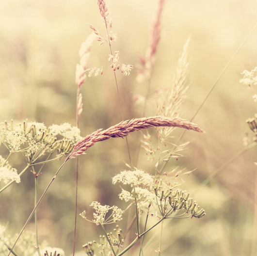 Summer Meadow Wall Decal