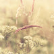 Summer Meadow Wall Decal