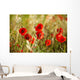 Field Poppies Wall Decal