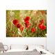 Field Poppies Wall Decal