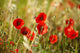 Field Poppies Wall Decal