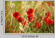 Field Poppies Wall Decal