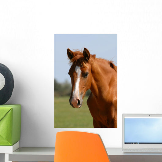 Chestnut Foal Meadow Wall Decal