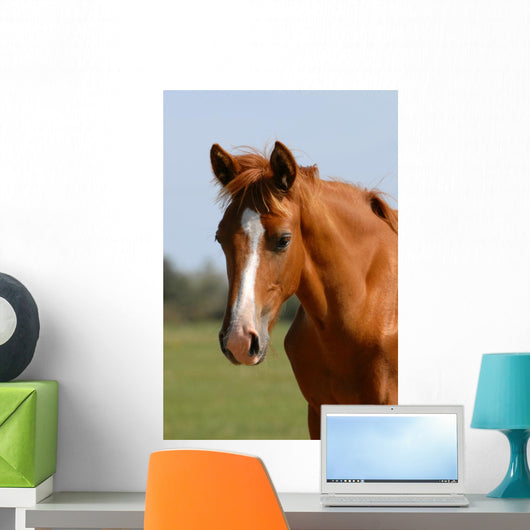 Chestnut Foal Meadow Wall Decal