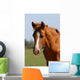 Chestnut Foal Meadow Wall Decal