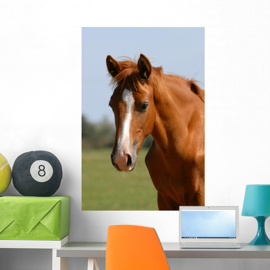 Chestnut Foal Meadow Wall Decal