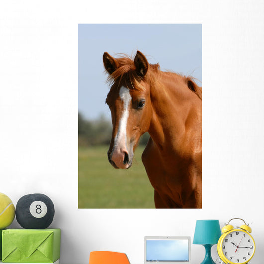 Chestnut Foal Meadow Wall Decal