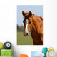 Chestnut Foal Meadow Wall Decal