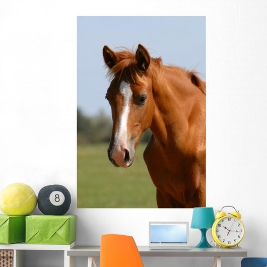 Chestnut Foal Meadow Wall Decal