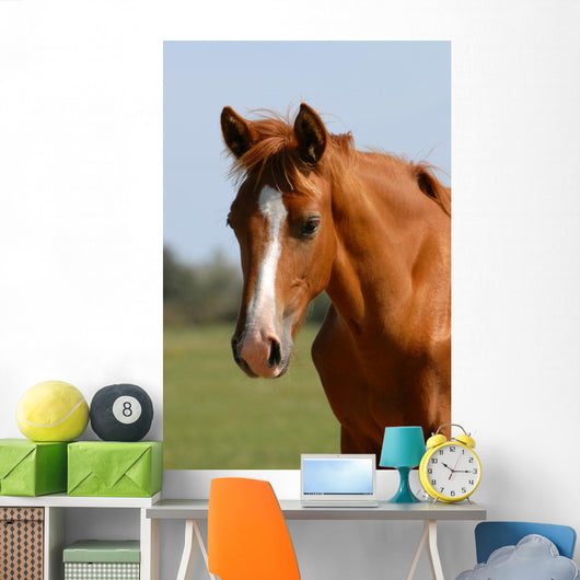 Chestnut Foal Meadow Wall Decal