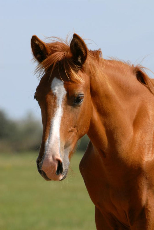 Chestnut Foal Meadow Wall Decal
