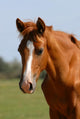Chestnut Foal Meadow Wall Decal