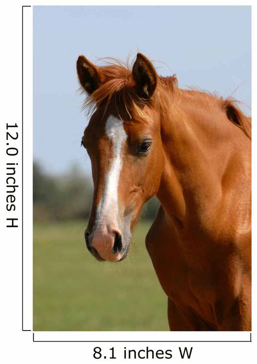 Chestnut Foal Meadow Wall Decal