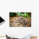 Tarantula Wall Decal