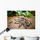 Tarantula Wall Decal