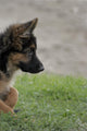 Shepherd 2 Wall Decal