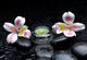 Still Life with Orchid Wall Decal