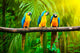 Blue-and-yellow Macaw Wall Decal