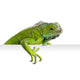 Iguana Asomada Wall Decal