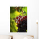 Red Grapes Close-up Wall Decal